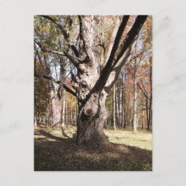 Weiße Bäume Postkarte