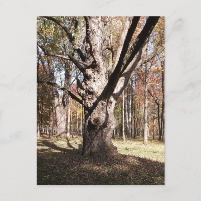 Weiße Bäume Postkarte (Vorderseite)