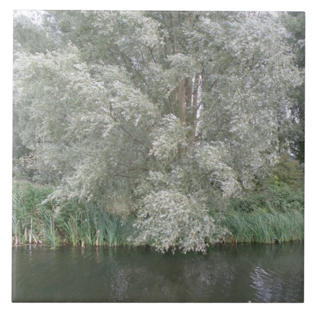 Weiße Bäume und Flusslandschaften Fliese (Vorderseite)
