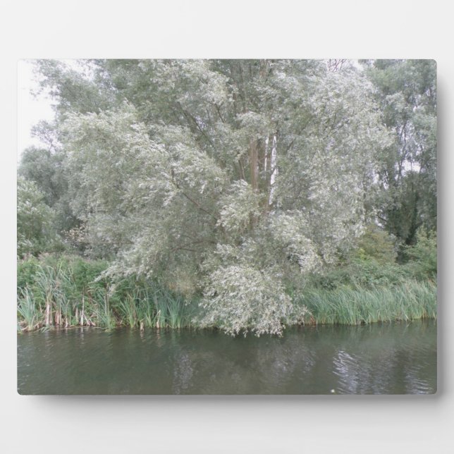 Weiße Bäume und Flusslandschaftsebene Fotoplatte (Vorderseite)