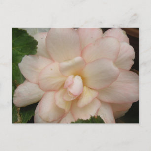 Weiße Begonia-Blume Postkarte
