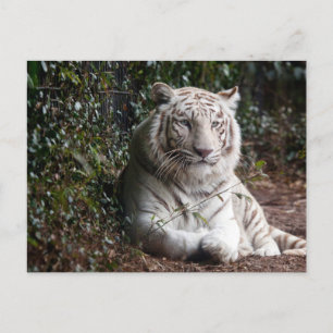 Weiße Bengalische Tiger Foto Postkarte