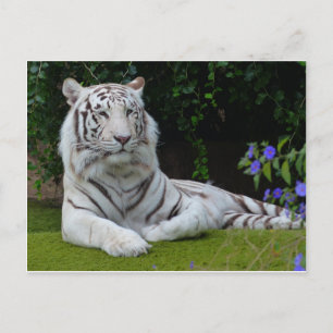 Weiße Bengalische Tiger-Katzenruhe Postkarte