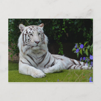 Weiße Bengalische Tiger-Katzenruhe Postkarte