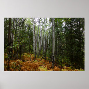 Weiße Birken und Herbstfarne in den Rocky Mountain Poster