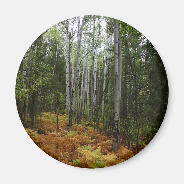 Weiße Birkenbäume und Herbst-Fernen am Rocky Mount Magnet (Vorne)