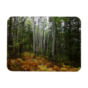 Weiße Birkenbäume und Herbst-Fernen am Rocky Mount Magnet