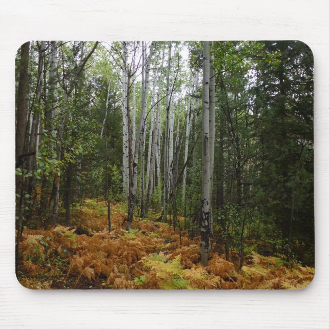 Weiße Birkenbäume und Herbst-Fernen am Rocky Mount Mousepad (Vorne)