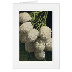 Weiße BlackBerry