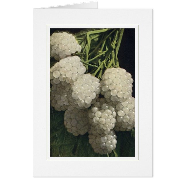 Weiße BlackBerry (Vorne)