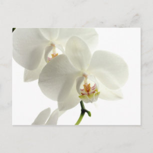Weiße Blossom Orchidee Blume Blumenwelt Postkarte