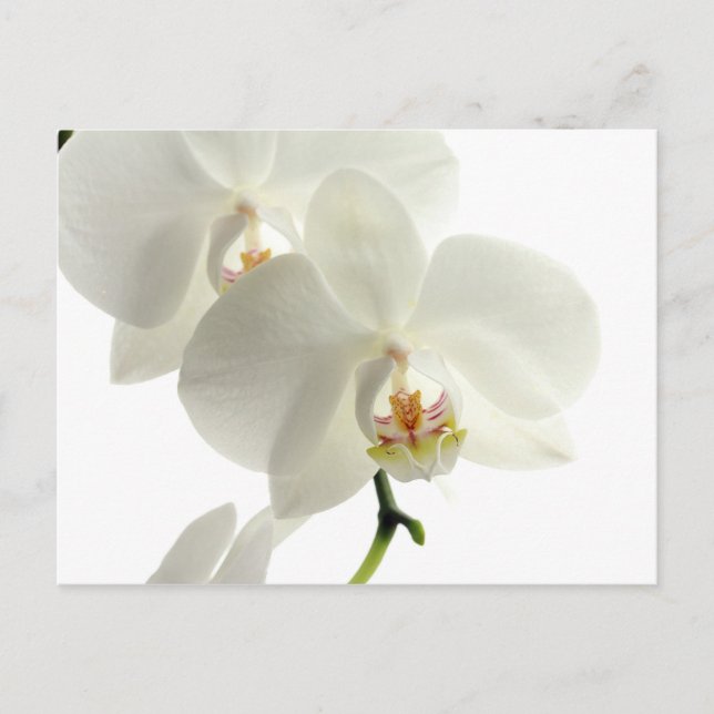 Weiße Blossom Orchidee Blume Blumenwelt Postkarte (Vorderseite)