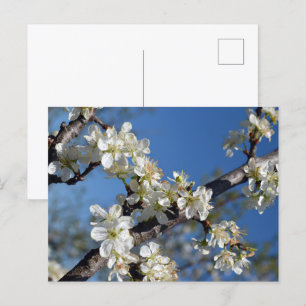 Weiße blühende Pflaumenzweigung im Frühling Postkarte