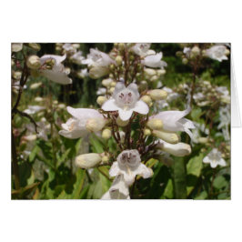 Weiße Blume