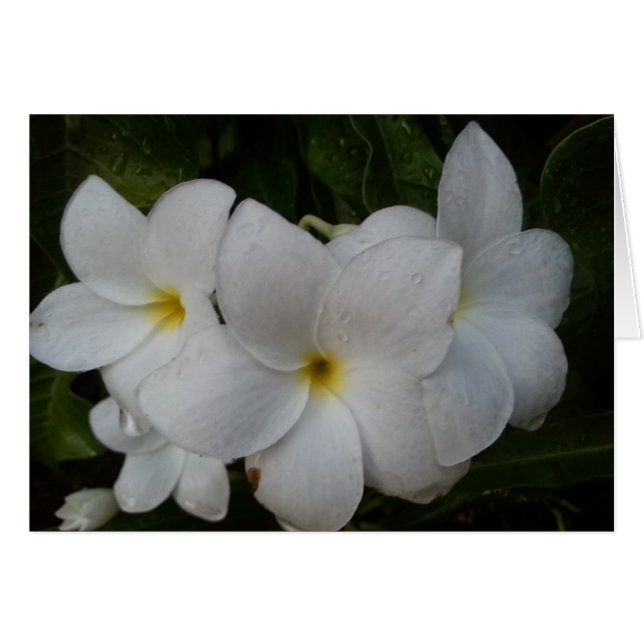 Weiße Blume (Vorderseite (Horizontal))