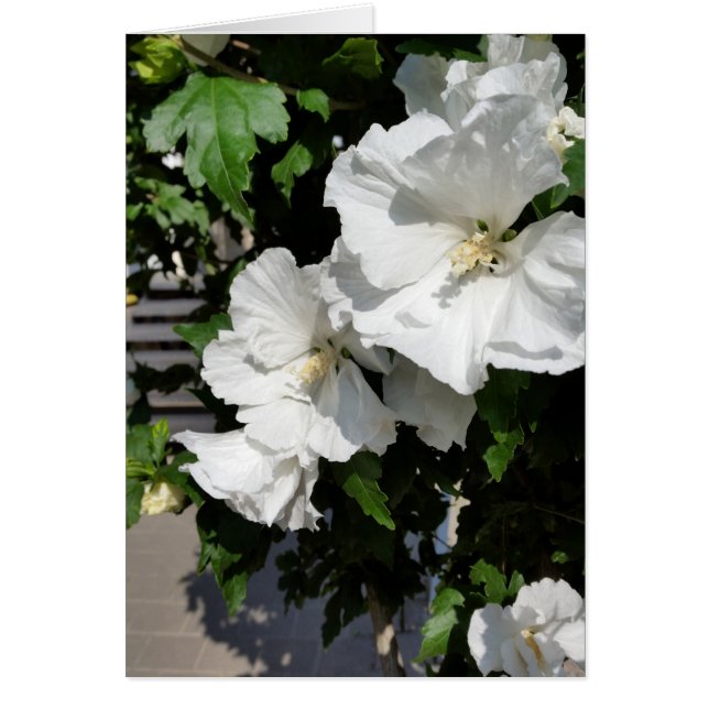 weiße Blume (Vorne)