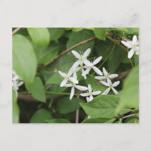 Weiße Blume #2 Postkarte
