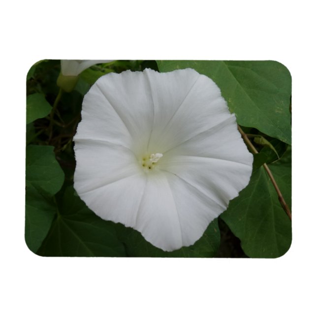 Weiße Blume 3 "x4"-Magnet Magnet (Horizontal)