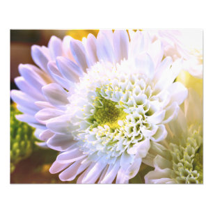 Weiße Blume Alt Fotodruck