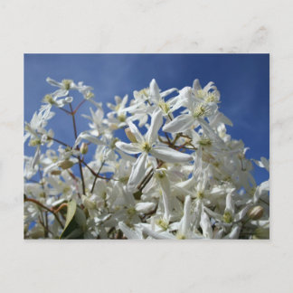 Weiße Blume, blauer Himmel Postkarte