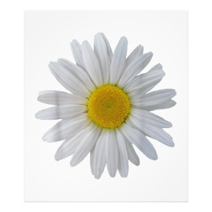 Weiße Blume, blühende Blüte, Blüten, Blume Fotodruck