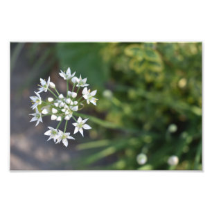 Weiße Blume Delikates Blumenblossom Foto