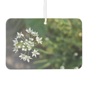 Weiße Blume Delikates Blumenblossom Foto Autolufterfrischer