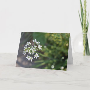 Weiße Blume Delikates Blumenblossom Foto Karte