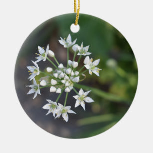 Weiße Blume Delikates Blumenblossom Foto Keramikornament