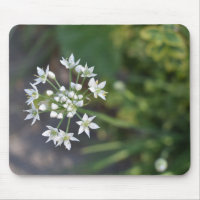 Weiße Blume Delikates Blumenblossom Foto