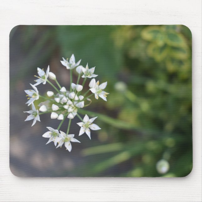 Weiße Blume Delikates Blumenblossom Foto Mousepad (Vorne)