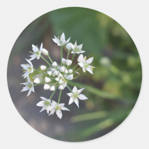 Weiße Blume Delikates Blumenblossom Foto Runder Aufkleber
