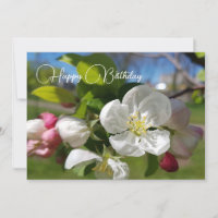 Weiße Blume eines Apfelbaumes. Happy Birthday