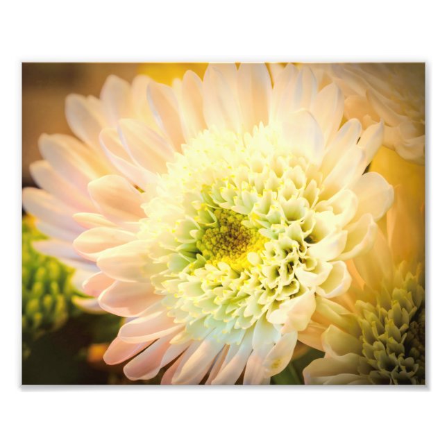 Weiße Blume Fotodruck (Vorne)