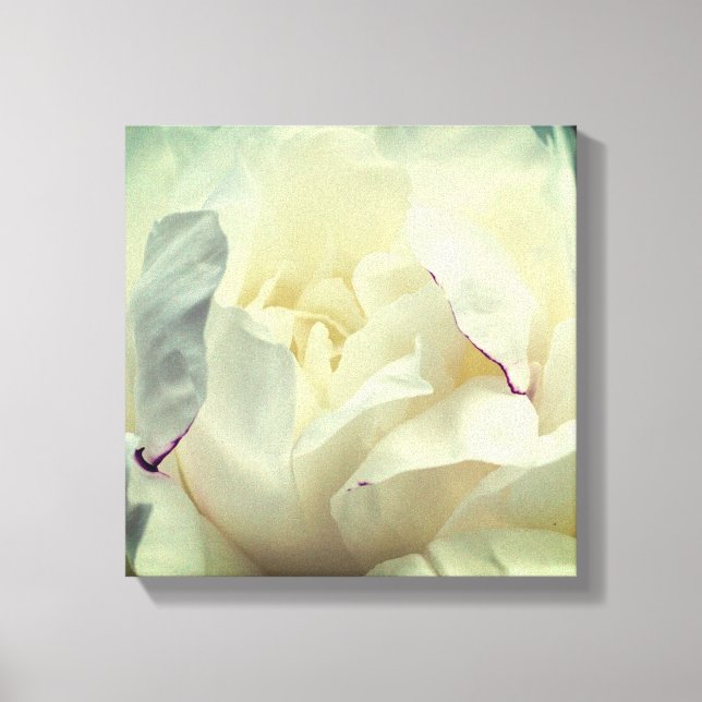 Weiße Blume in Blüte Nah Leinwanddruck (Vorderseite)