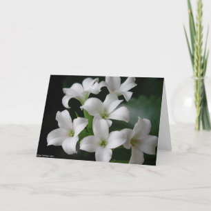 Weiße Blume Karte