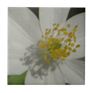 Weiße Blume mit gelbem Mittelteil Fliese