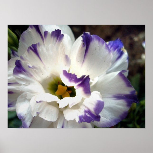 Weiße Blume mit lila Trimm-Poster Poster (Vorne)