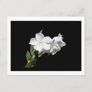 Weiße Blume - Oleander - auf schwarz Postkarte