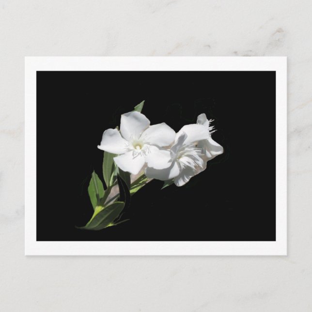 Weiße Blume - Oleander - auf schwarz Postkarte (Vorderseite)