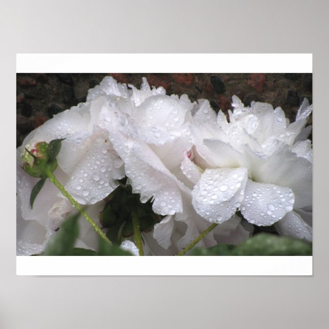Weiße Blume Poster (Vorne)
