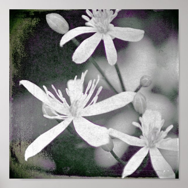 Weiße Blume Poster (Vorne)