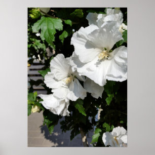weiße Blume Poster