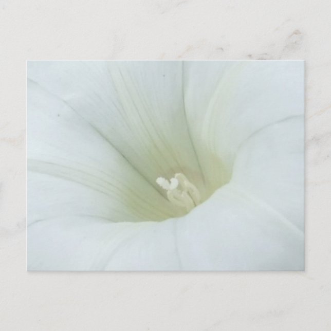 Weiße Blume Postkarte (Vorderseite)
