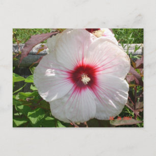 Weiße Blume Postkarte