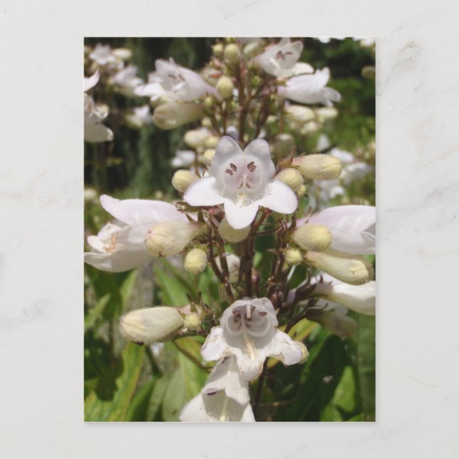 Weiße Blume Postkarte (Vorderseite)