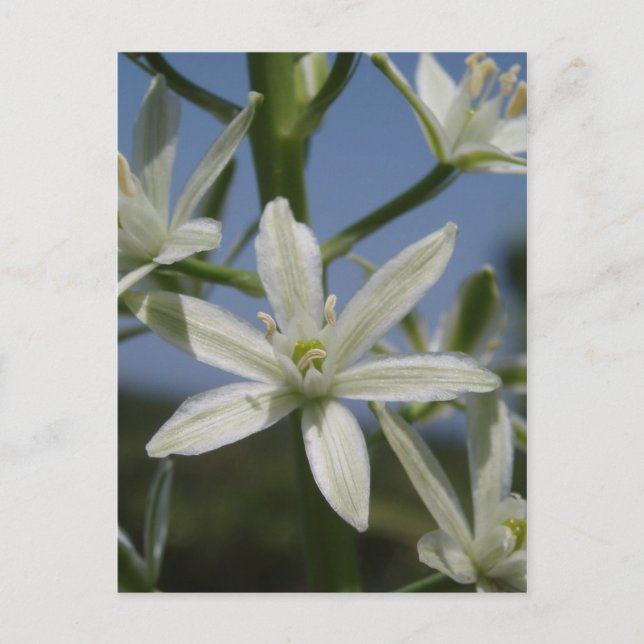 Weiße Blume Postkarte (Vorderseite)