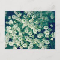 Weiße Blume