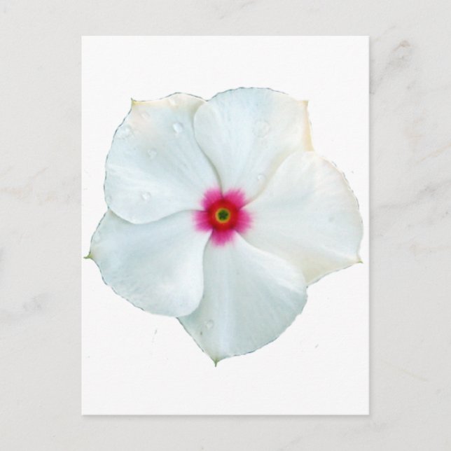 weiße Blume Postkarte (Vorderseite)
