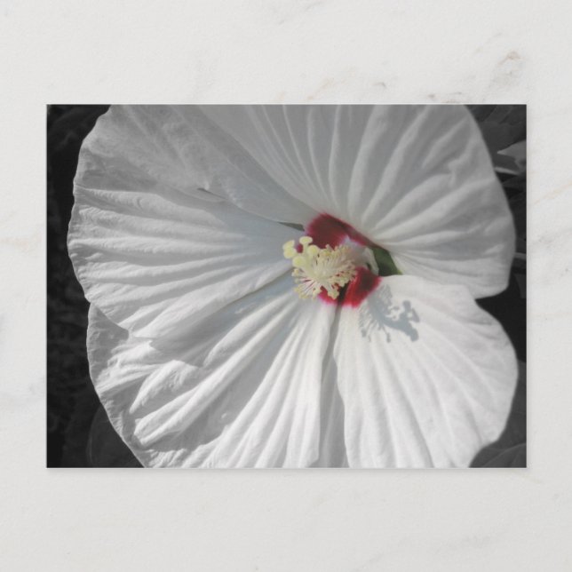 weiße Blume Postkarte (Vorderseite)